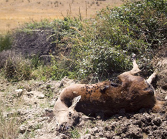 Tres nuevos ejemplares elevan a 15 los ciervos muertos en La Culebra